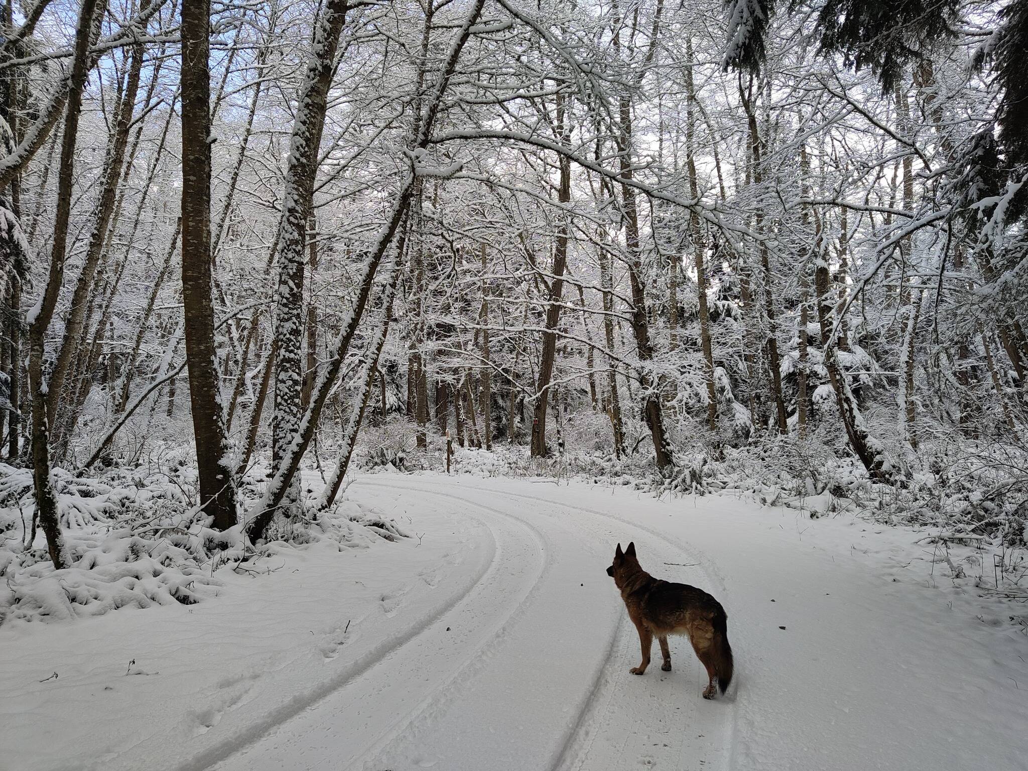 John Lussmyer submitted a photo of walking the dogs in Greenbank.