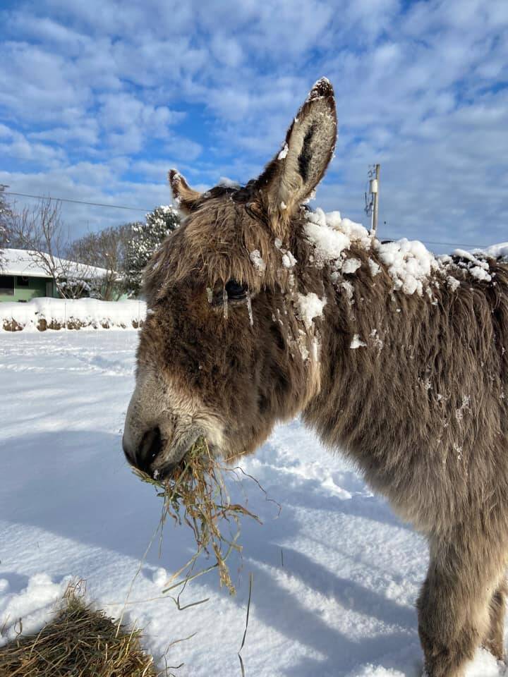 A donkey enjoys the snow at Bell's Farm.