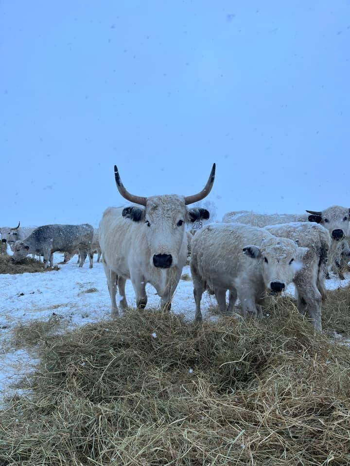 Cattle enjoy hay in the snow at Bell’s Farm.