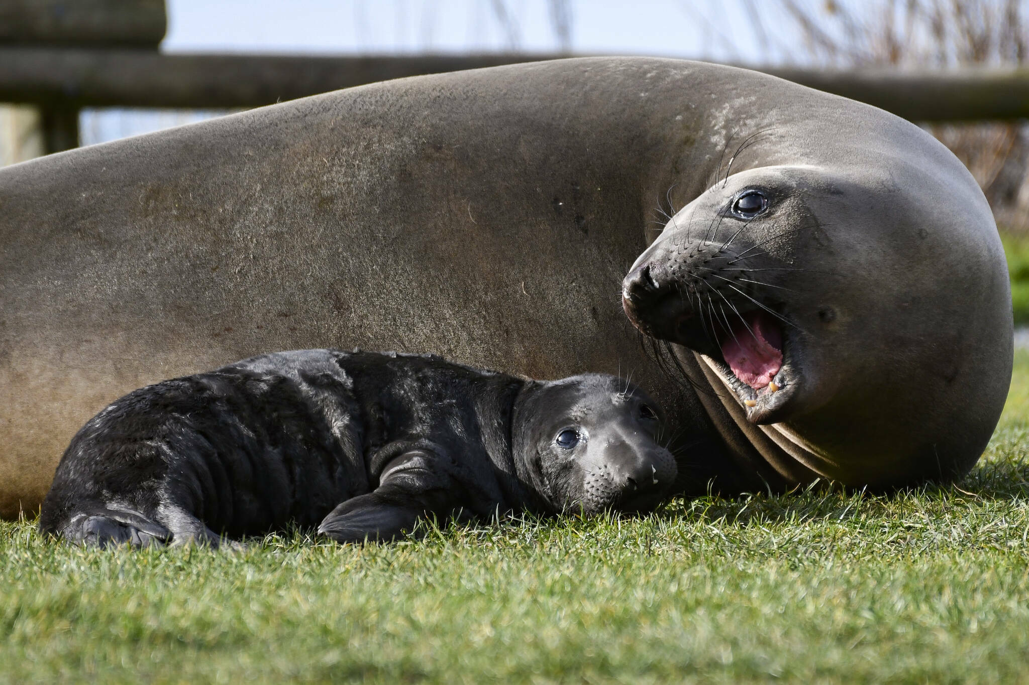 A baby elephant seal was born Jan. 31, 2022 in Deception Pass State Park. (Photo provided)