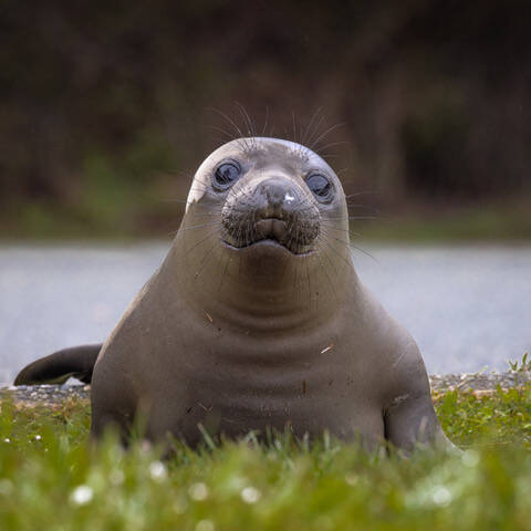 A young elephant seal is one of the mammals that calls the Salish Sea home. (Photo by Jann Ledbetter)