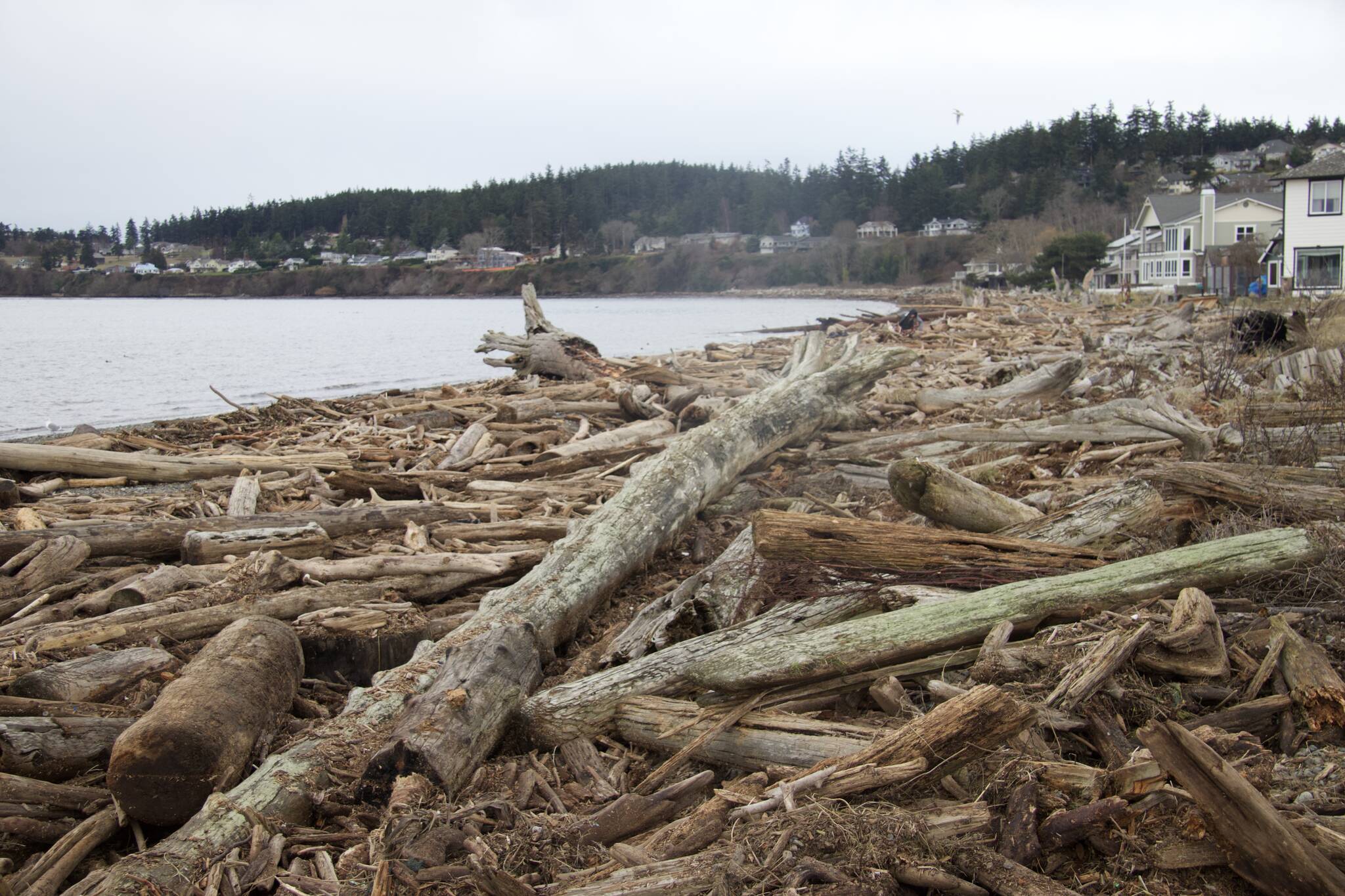 Photo by Rachel Rosen/Whidbey News-Times
An abundance of driftwood has washed up on the shore at Windjammer Park.