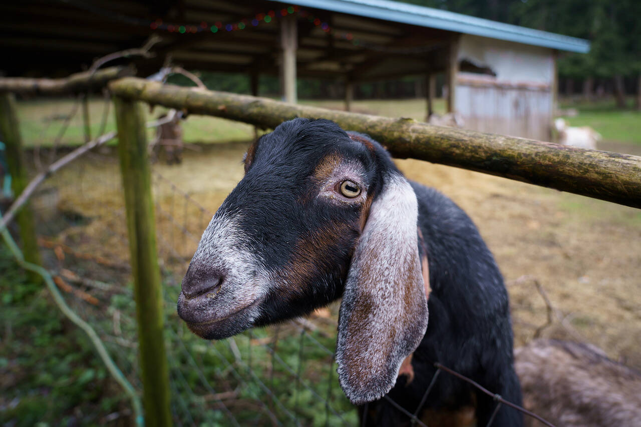 Photo by David Welton
Bubbles the goat peers inquisitively through the fence.