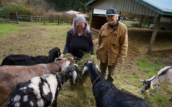 Photo by David Welton
Mary Jane Miller and Jim Hyde feed some alfalfa to their rescue goats.