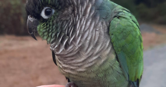 Photo submitted
Kopia, a turquoise green-cheeked conure, is missing on South Whidbey.