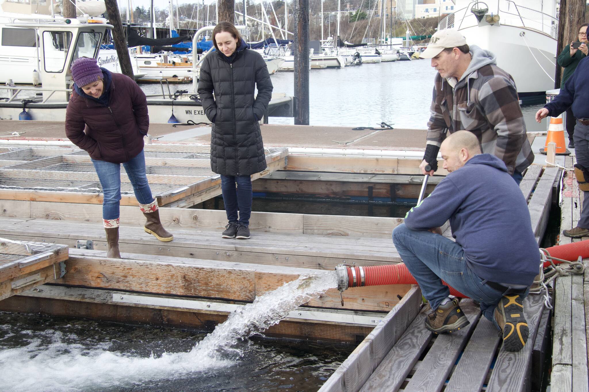 Photos by Rachel Rosen/Whidbey News-Times
From left, Kirsten Simonsen, Hailey Rosenthal, Nick Montagno and Jessie Howard watch as the salmon make their way into the Oak Harbor marina.