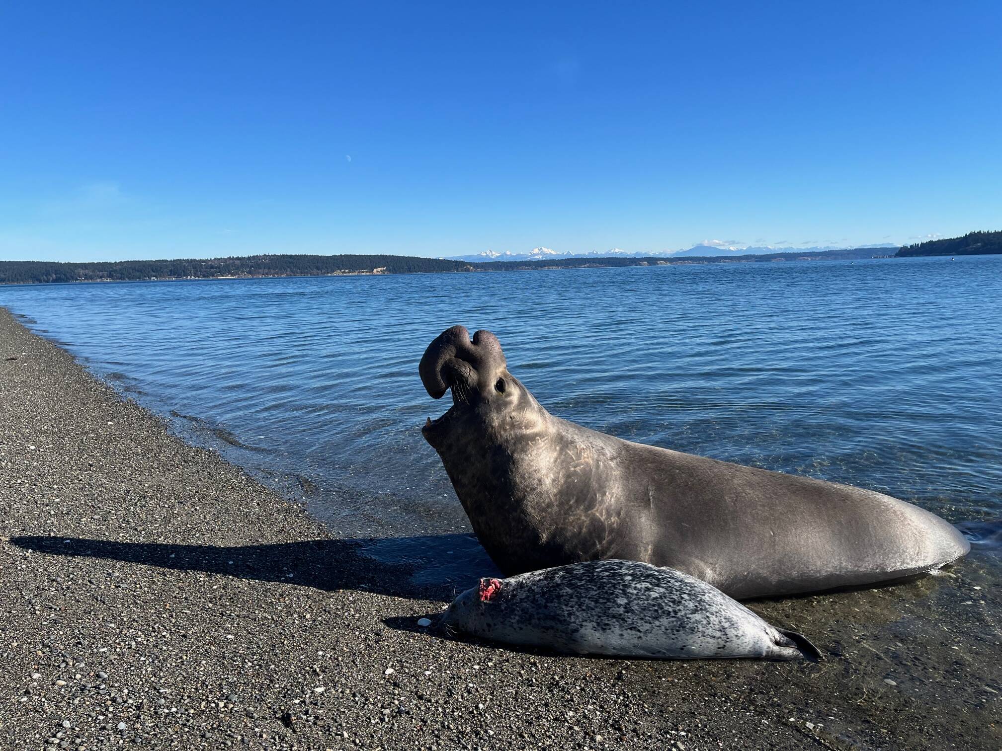 Photo by Jan Skewes
Ellison the elephant seal made a dramatic appearance on a Greenbank beach Monday.