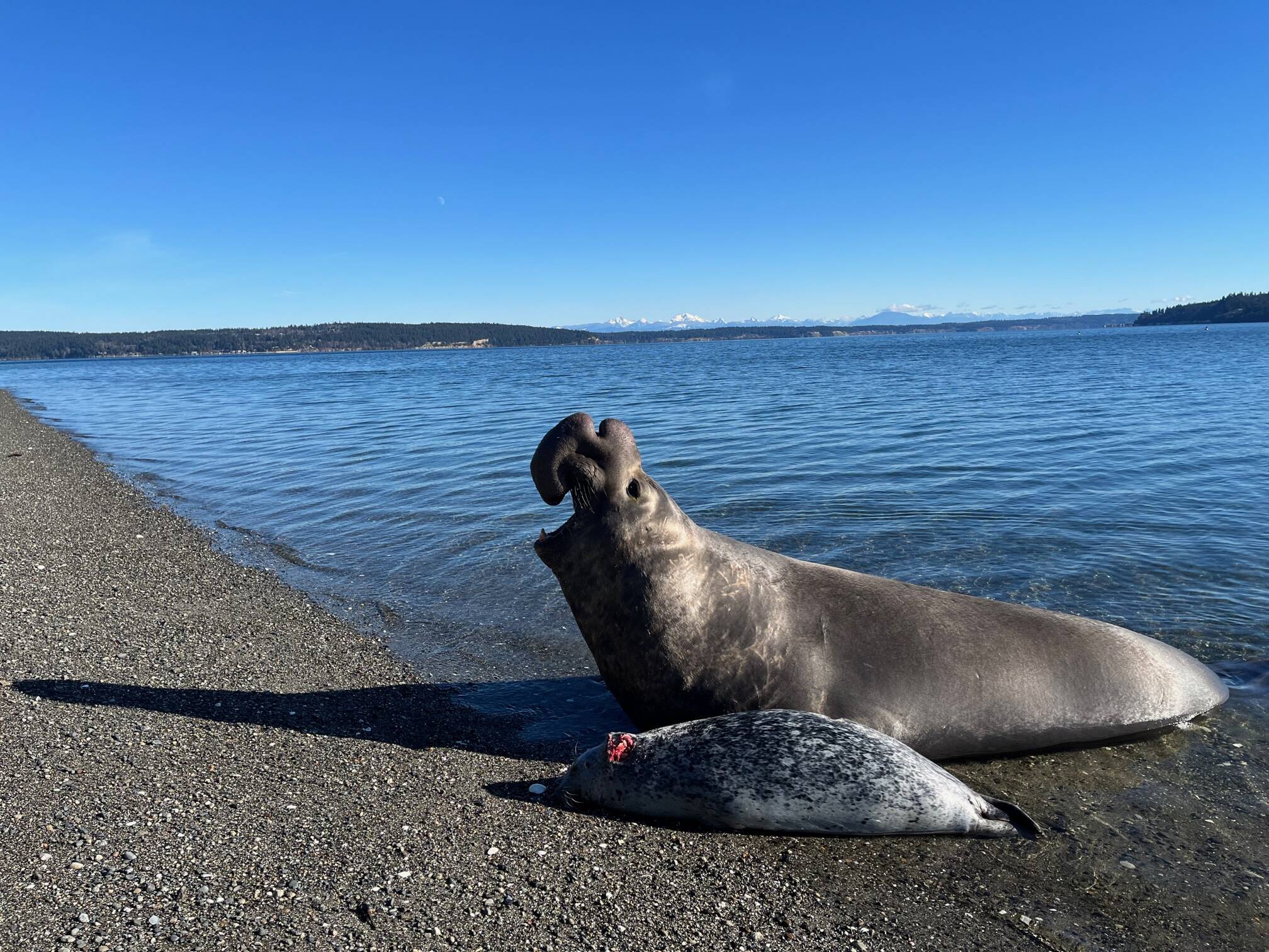 Bowdish Home Page - Seals, Sea Lions and Elephant Seals