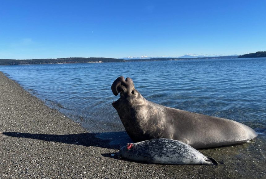 <p>Photo by Jan Skewes</p>
                                <p>Ellison the elephant seal made a dramatic appearance on a Greenbank beach Monday.</p>