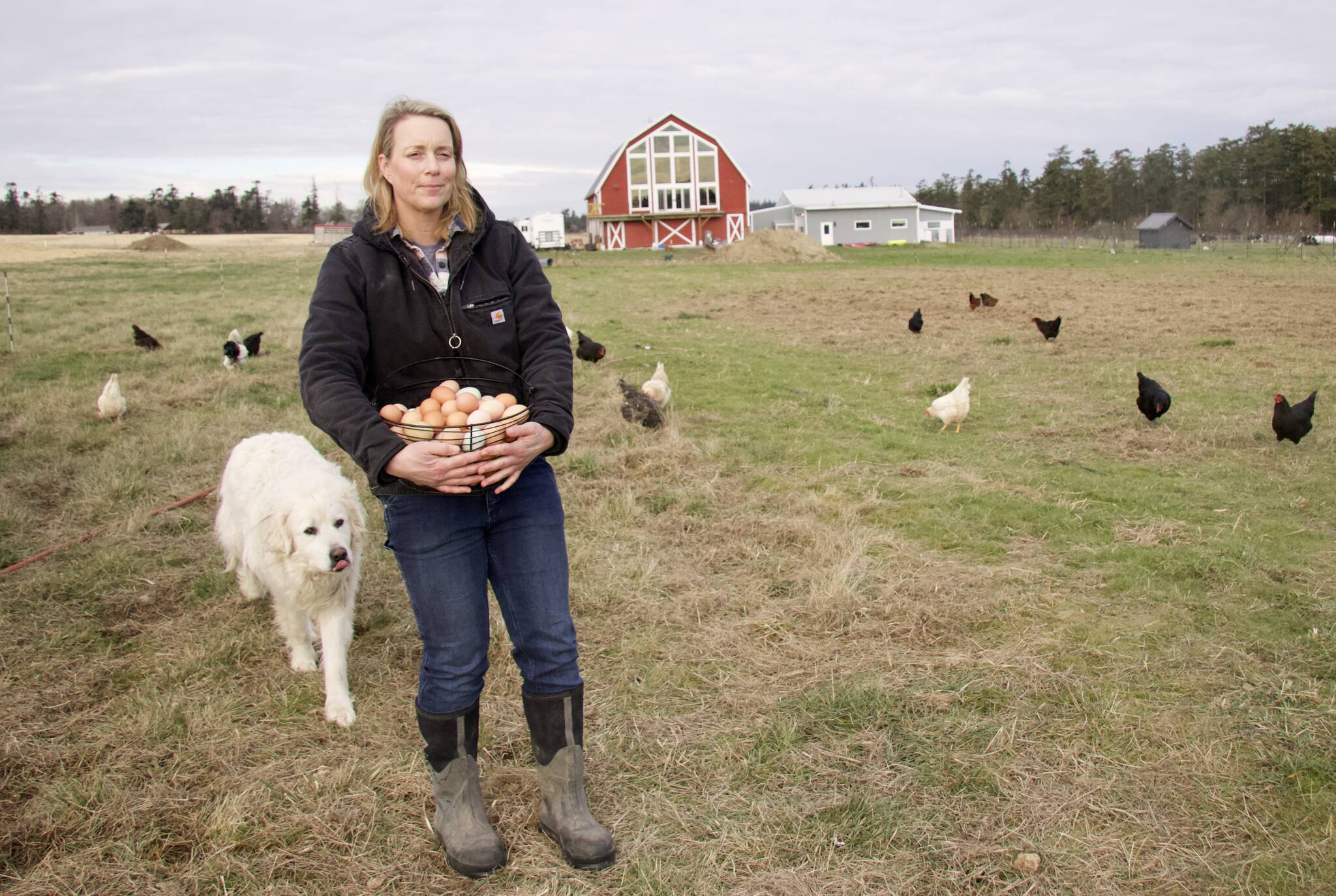 Brooke Crowder owns 1902 Ranch, a Coupeville farm that has had to raise its egg prices due to the shortage and high demand. (Photo by Rachel Rosen/Whidbey News-Times)