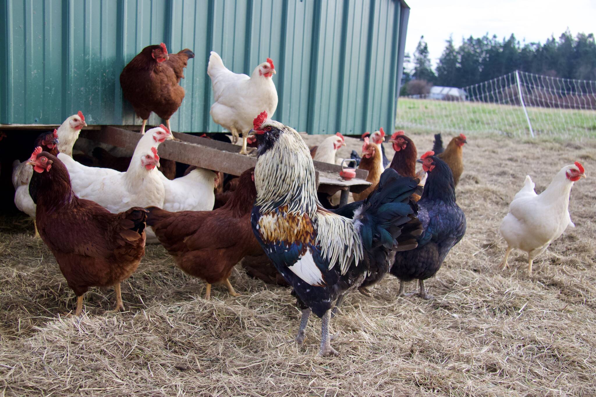 The chickens who live on 1902 Ranch have not been affected by the country’s historic avian flu outbreak. (Photo by Rachel Rosen/Whidbey News-Times)