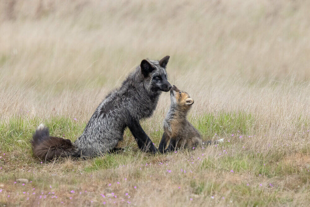 A young fox interacts with its elder.