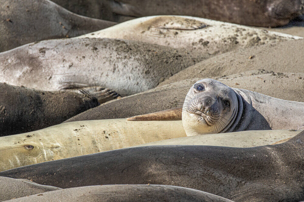 Photo by Jann Ledbetter
A group of seals bask in the sunlight.