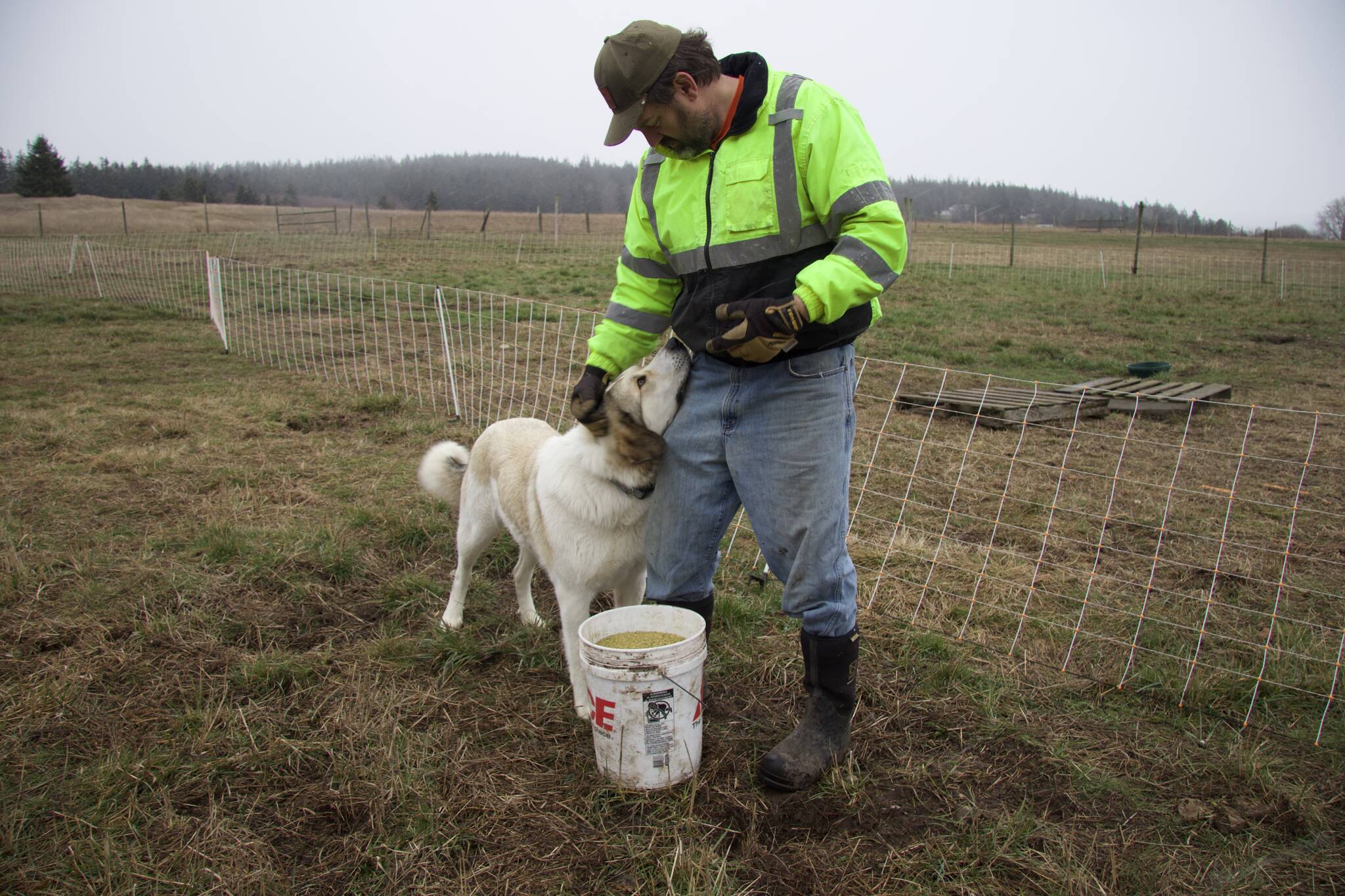 Mark Stewart and his livestock guardian dog, Cooper.