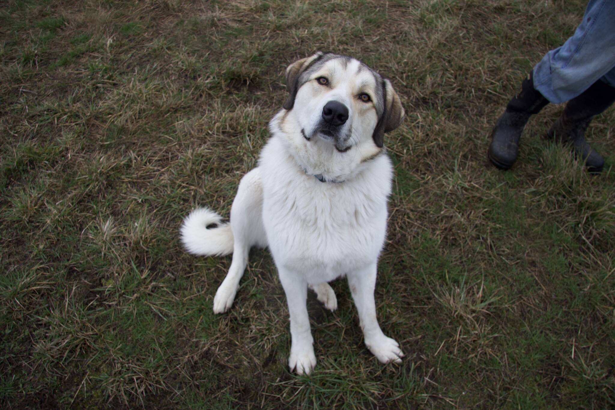 Cooper is the livestock guardian dog for the chickens at One Willow Farm.