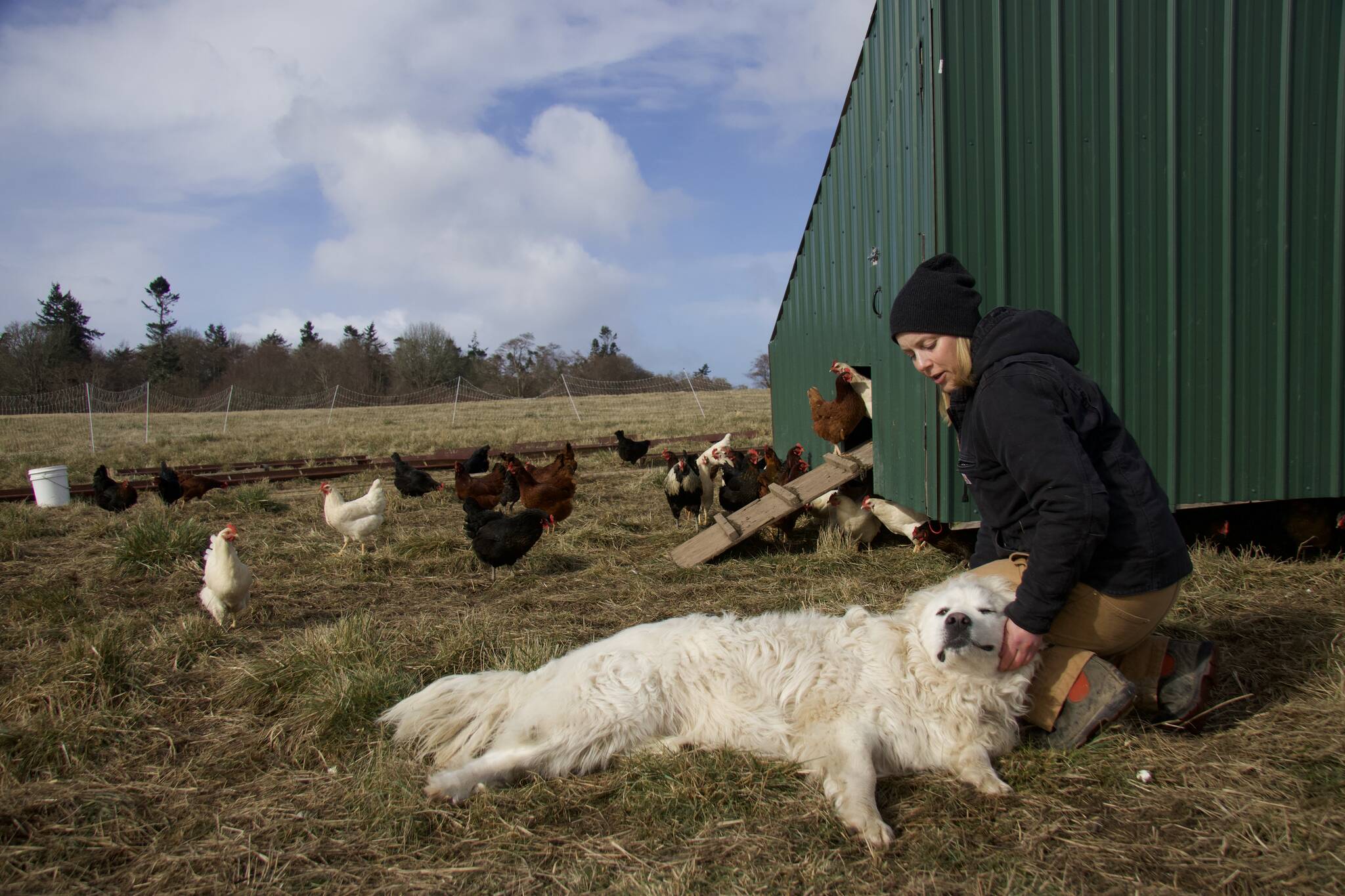 Photos by Rachel Rosen/Whidbey News-Times
Brooke Crowder with one of livestock guardian dogs.