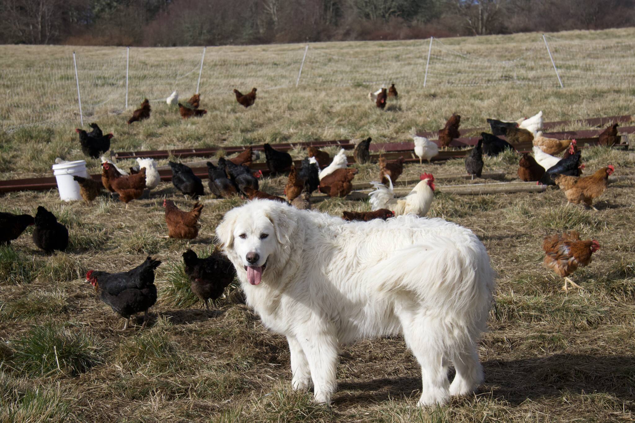 Photos by Rachel Rosen/Whidbey News-Times
1902 Ranch in Coupeville has three livestock guardian dogs to protect its chickens.