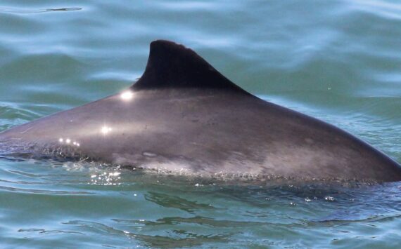 Photo provided
Comet the harbor porpoise surfaces near Burrows Pass.