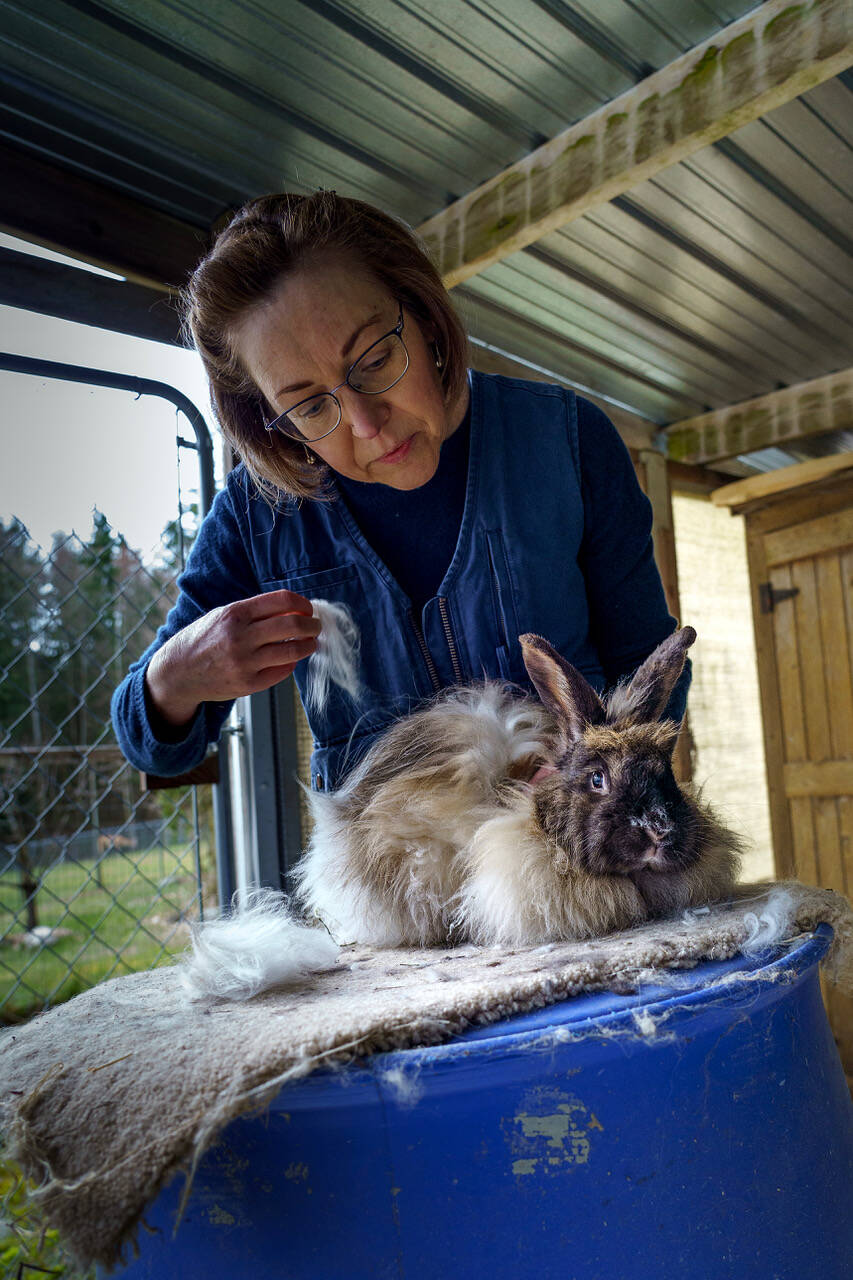 Lisa Mitchell plucks some fur from Henrietta, a satin angora rabbit that also produces fine fiber. (Photo by David Welton)