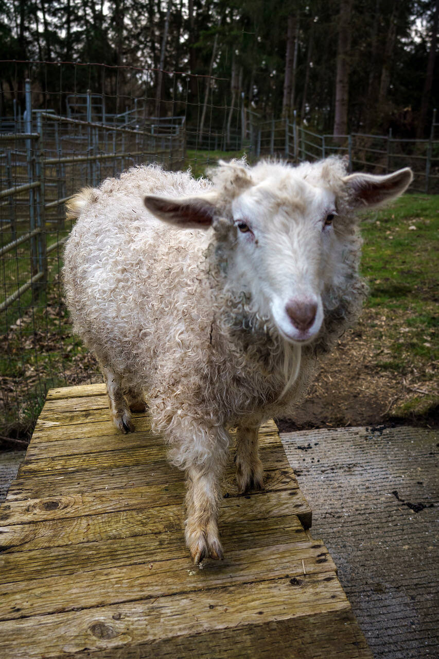 Daisy the pygora goat also lives at Aliento Luxury Fiber Farm in Clinton. (Photo by David Welton)