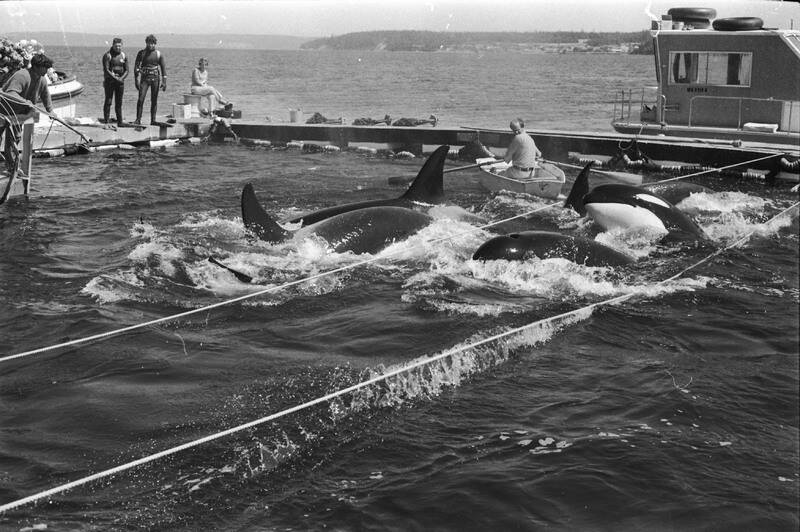Former Whidbey News-Times Editor Wallie Funk captured this image of a female orcas and calves trying to escape separation in nets set up in Penn Cove during the 1970 whale roundup.