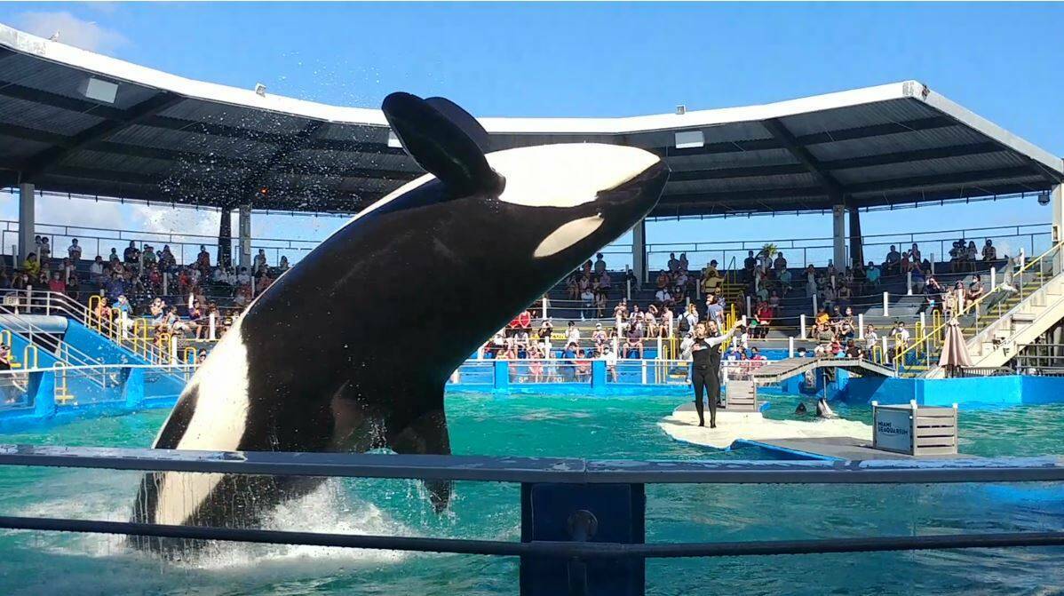 Lolita, pictured here in 2020, performed at the Miami Seaquarium for decades until her retirement last year. Now, her return to the Salish Sea is on the horizon. (Photo by Rachael Andersen)