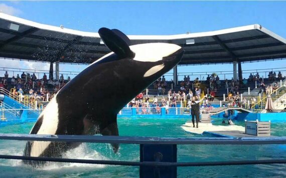 Photo by Rachael Andersen 
Lolita, pictured here in 2020, has been performing at the Miami Seaquarium for decades.