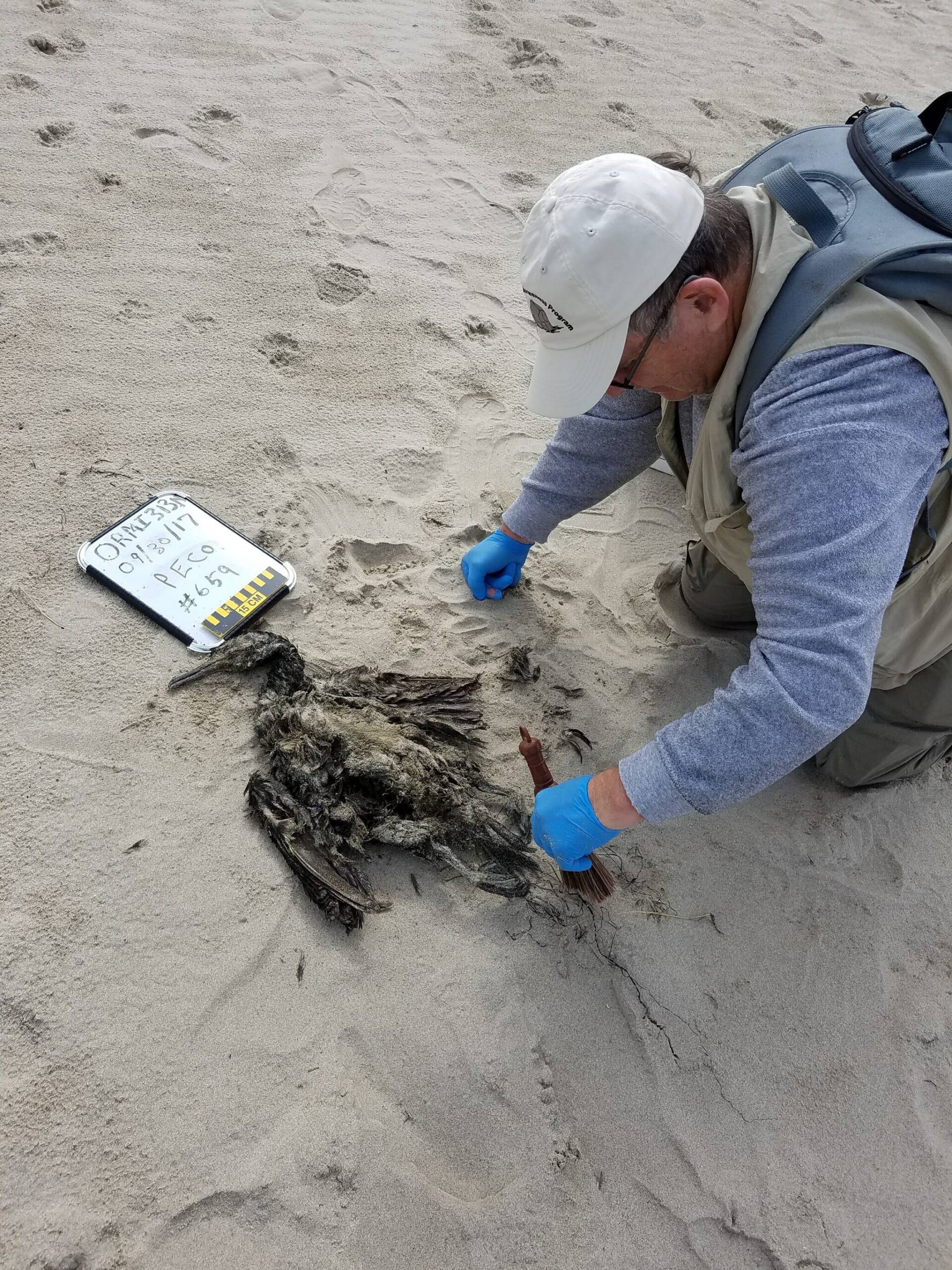 Photo by COASST
A volunteer surveyor examining deceased pelagic cormorant.