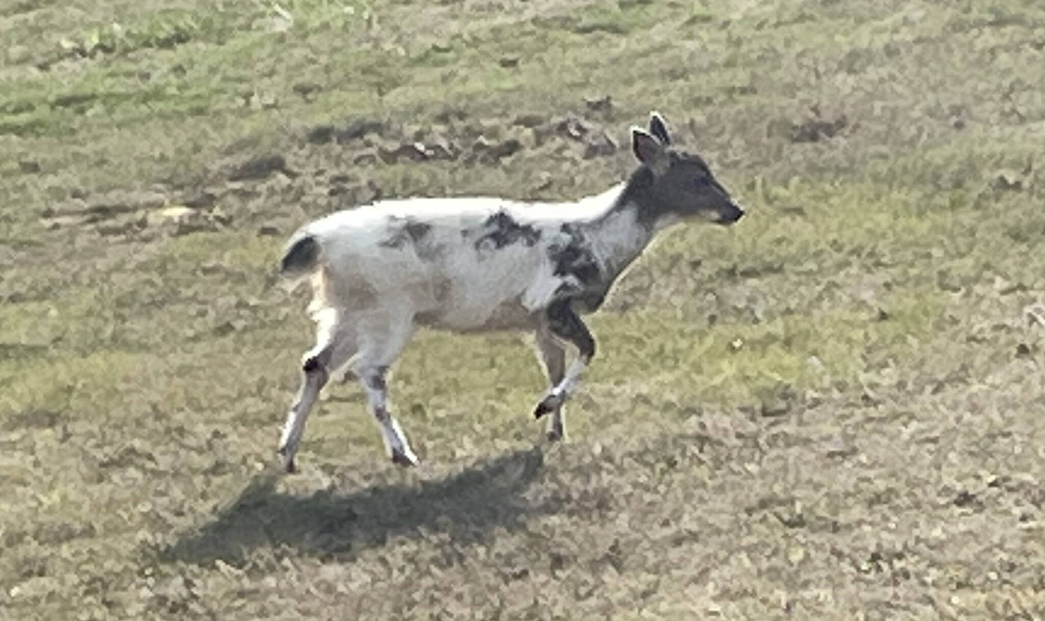 North Whidbey resident Patty Cole took a photo of a piebald fawn.