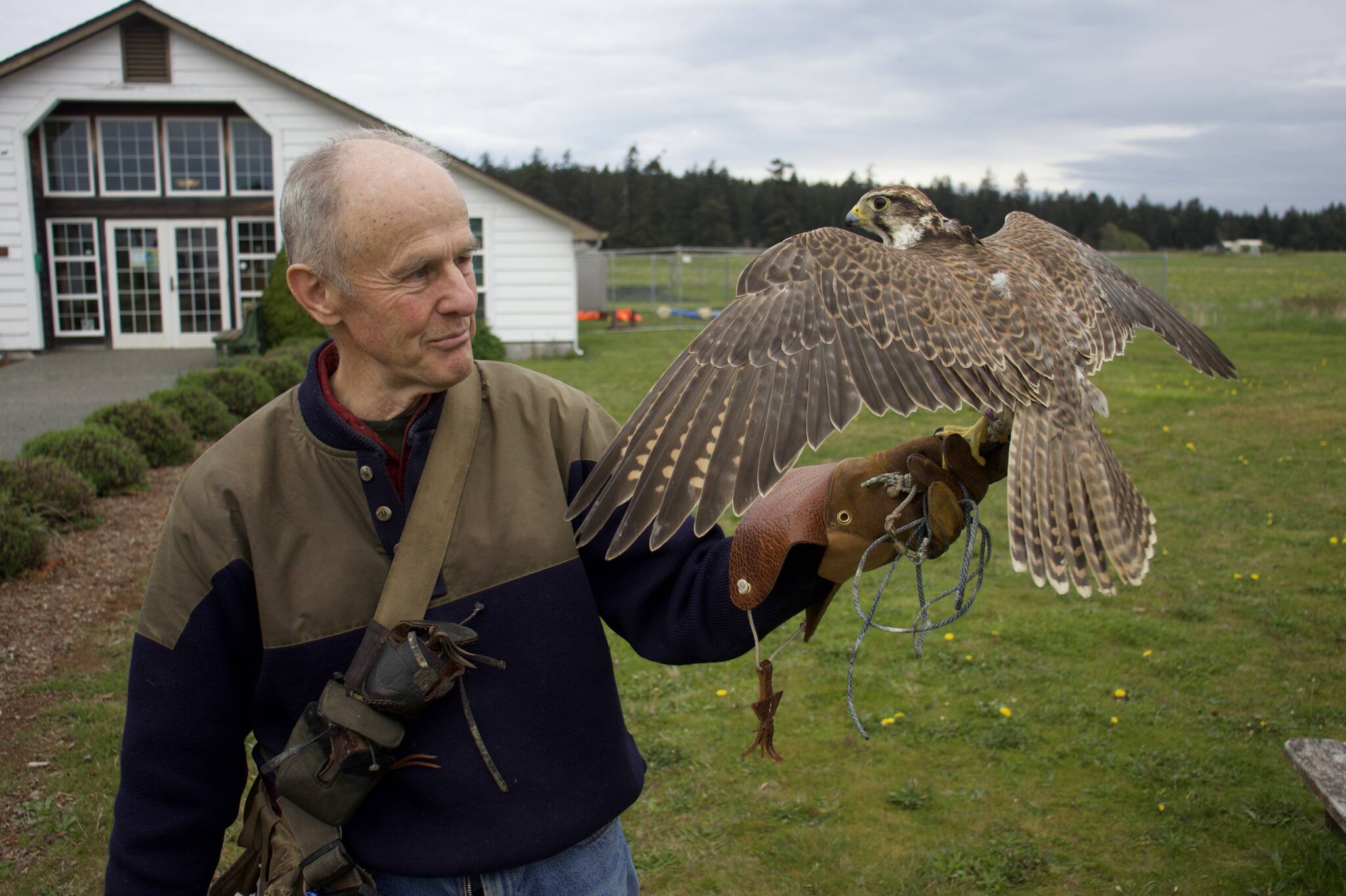 Photo by Rachel Rosen/Whidbey News-Times
Steve Layman will be giving a presentation on raptors this Saturday at the Pacific Rim Institute in Coupeville.
