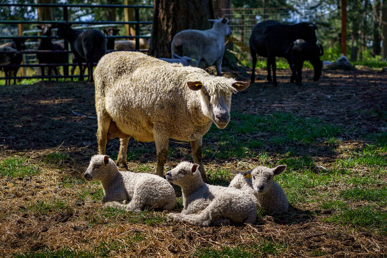 A ewe watches over her lambs on Wild Rose Farm. (Photo by David Welton)