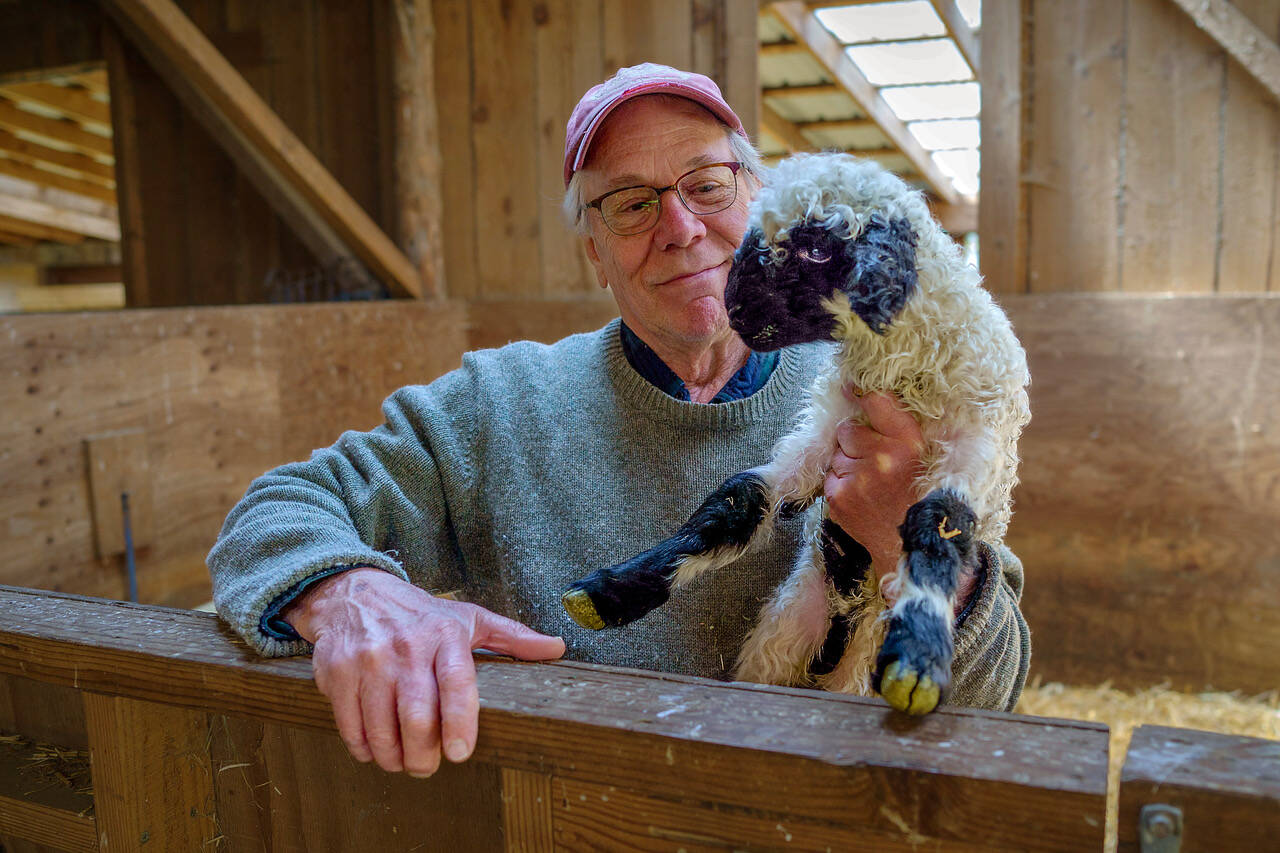 Ken Leaman shows off one of the newest members of the flock. (Photo by David Welton)