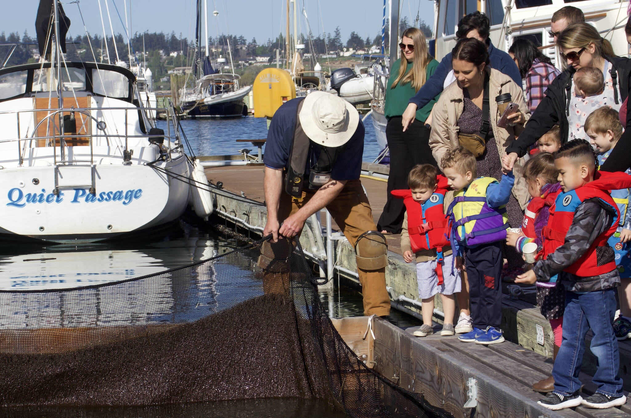 Thousands of salmon were released from the Oak Harbor marina Wednesday morning. (Photo by Rachel Rosen/Whidbey News-Times)