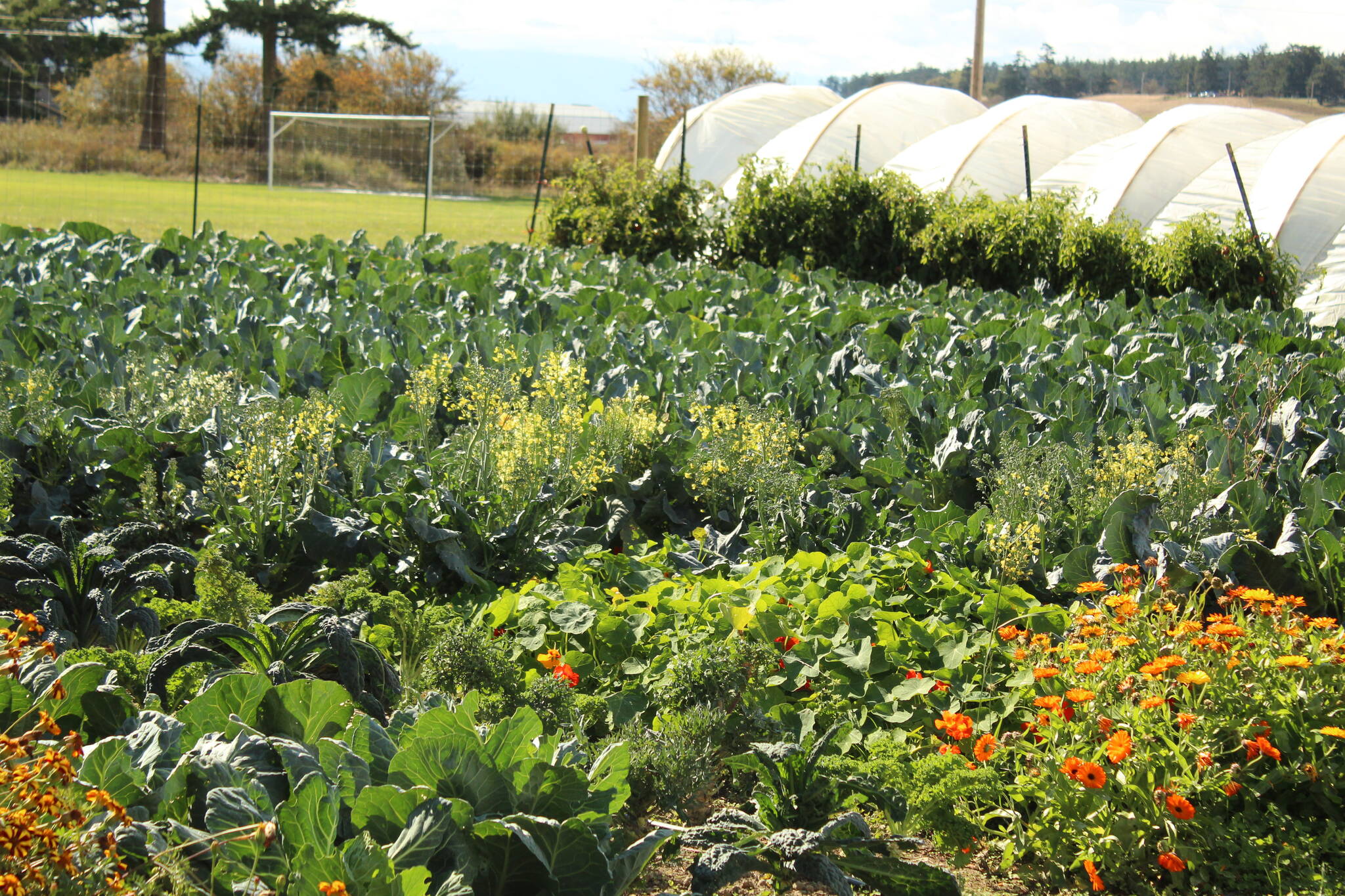 The Coupeville school farm produces fresh vegetables and legumes for district students.