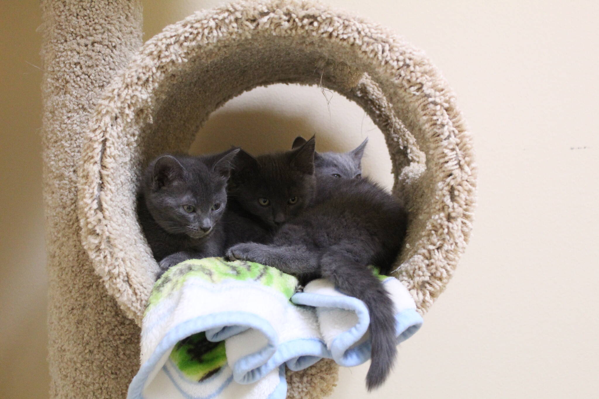 Kittens at WAIF are in need of foster homes. (Photo by Karina Andrew/Whidbey News-Times)
