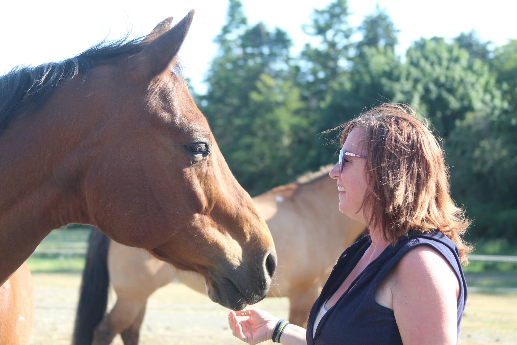 Photos by Karina Andrew/Whidbey News-Times
Django, one of three therapy horses at Iron Mills Ranch, greets Alexis Mills.