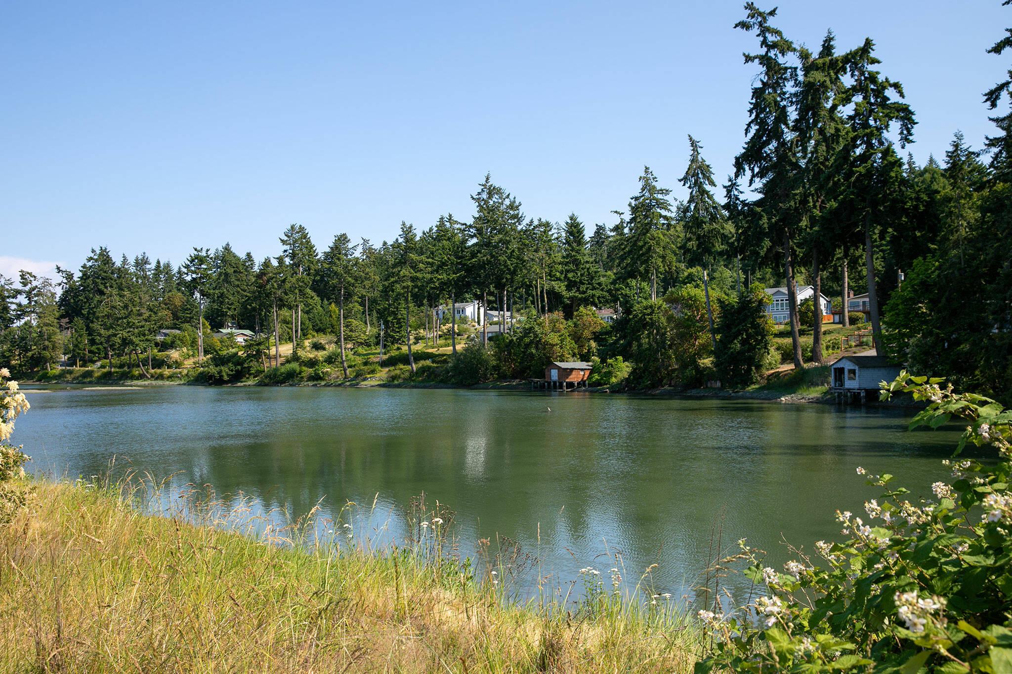 Houses are nestled on the hillside above Harrington Lagoon, downhill from a water well that for over a year has tested positive for PFAS on June 22, 2023, in Coupeville, Washington. (Ryan Berry / The Herald)