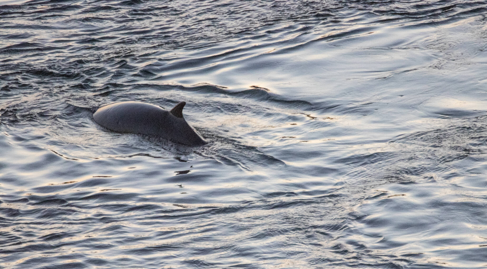 Photo by Rachel Haight/Orca Network
A minke whale was spotted swimming near Deception Pass Bridge the night of July 11.