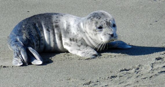 Photo by Sandy Dubpernell
A healthy seal pup was photographed on a Whidbey beach earlier in the season. Experts warn people to stay away from baby seals.