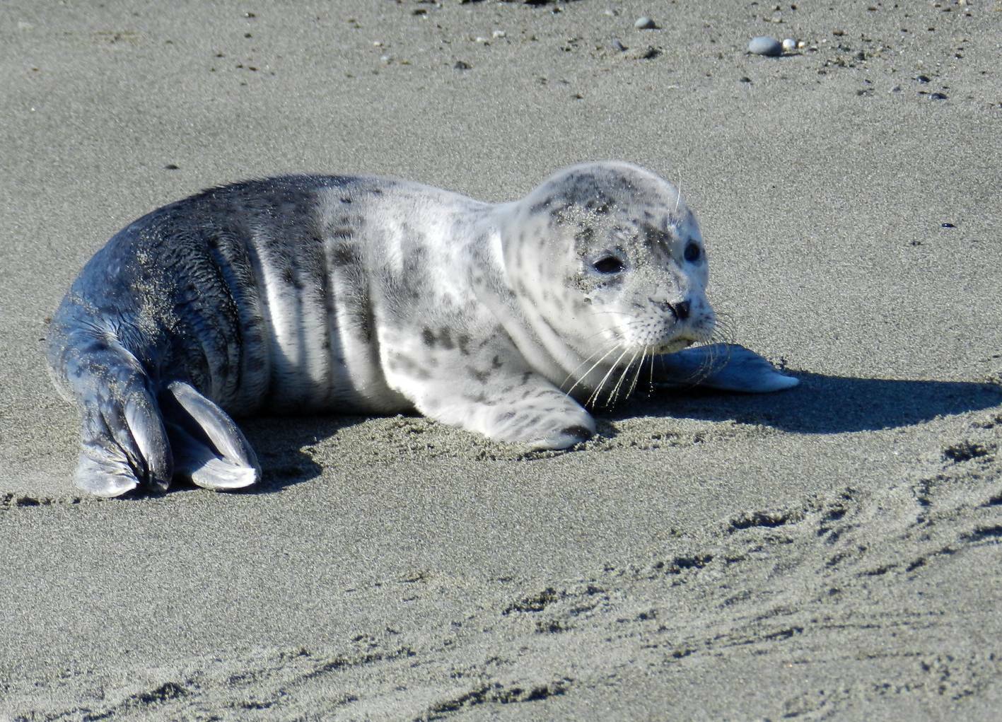 A seal pup on the beach. (Photo by Sandy Dubpernell)