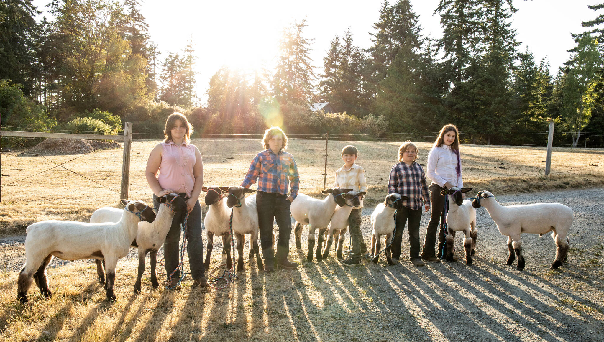 From left, Lilly Kline, Lucas Kline, Deegan Kline, Logan Brown and Sofia Brown with their market lambs. (Photo by Heather Kline)