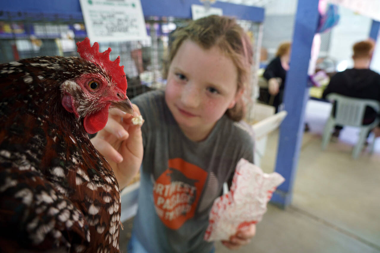 Biscuit the chicken is hesitant about being fed some popcorn from Margreta Juengel, 9. The chicken barn at the Whidbey Island Fair was a lively sight Thursday morning, as those in 4-H and open classes prepared their fowl for judging. (Photo by David Welton)