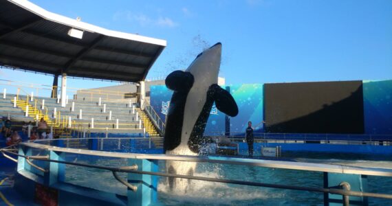 Tokitae leaps in the small pool she has lived in for decades. (Photo by Rachael Anderson)