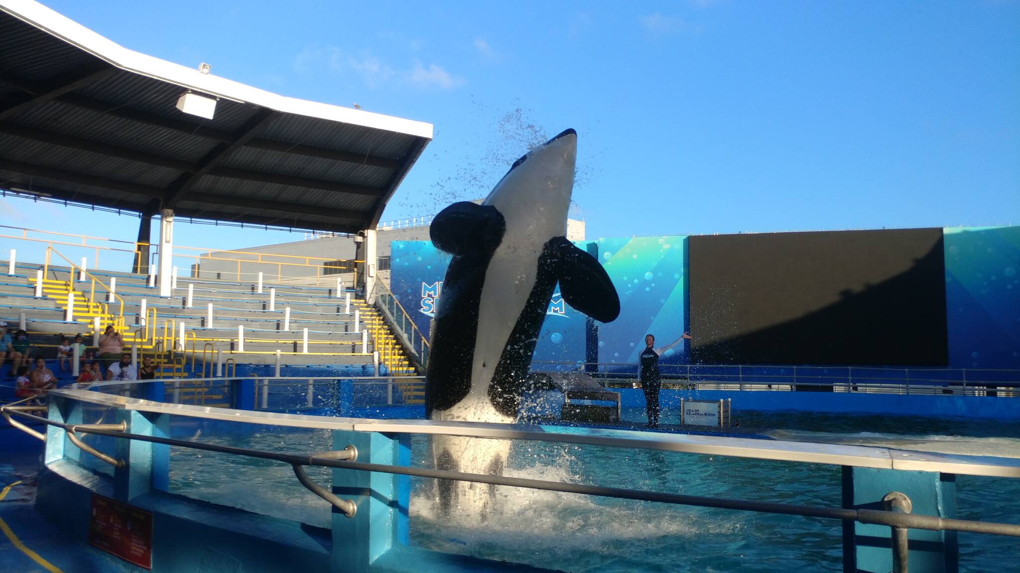 Tokitae leaps in the small pool she has lived in for decades. (Photo by Rachael Anderson)