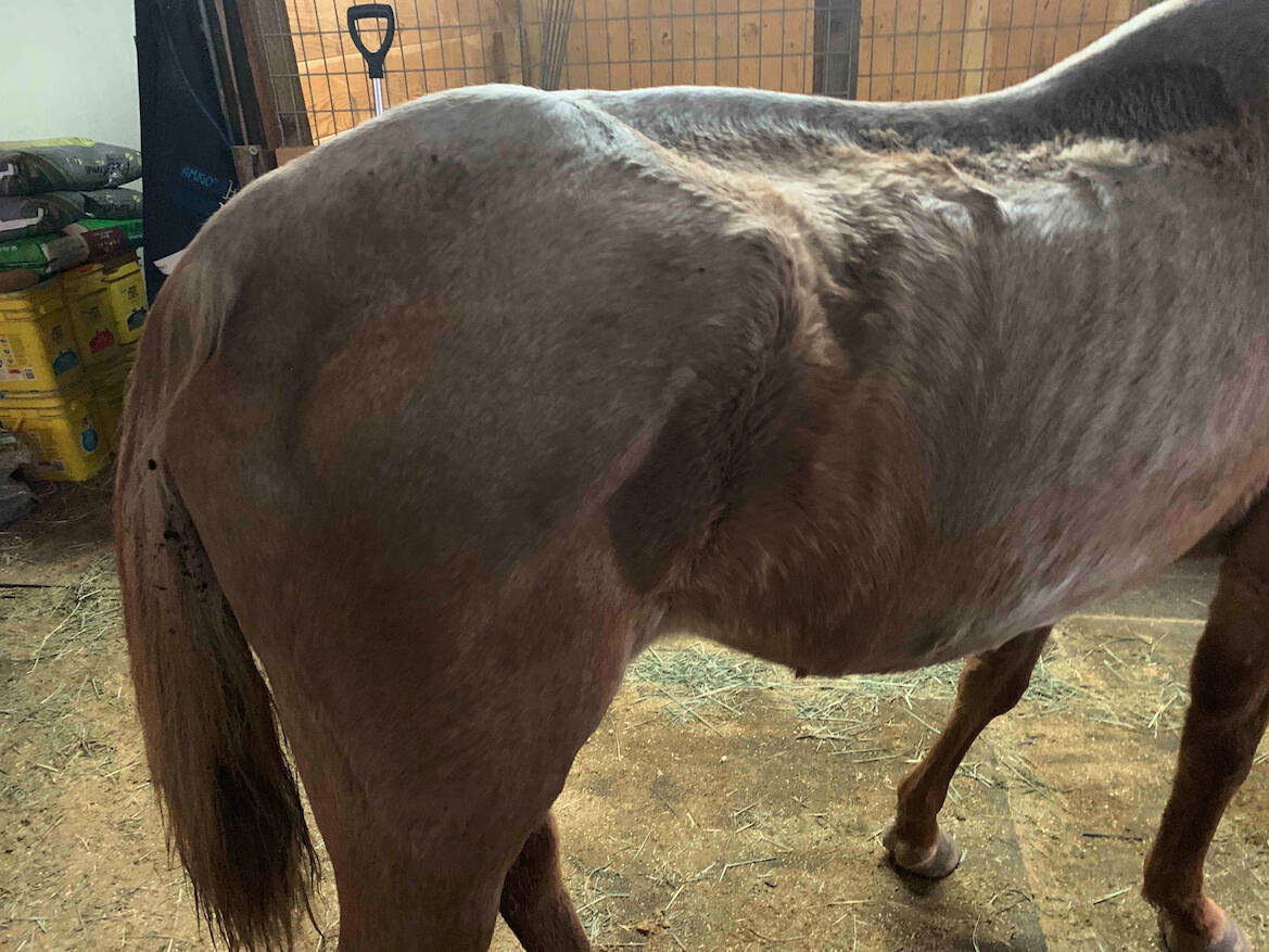An emaciated horse in need of care. (Photo by Island County Prosecuting Attorney’s Office)