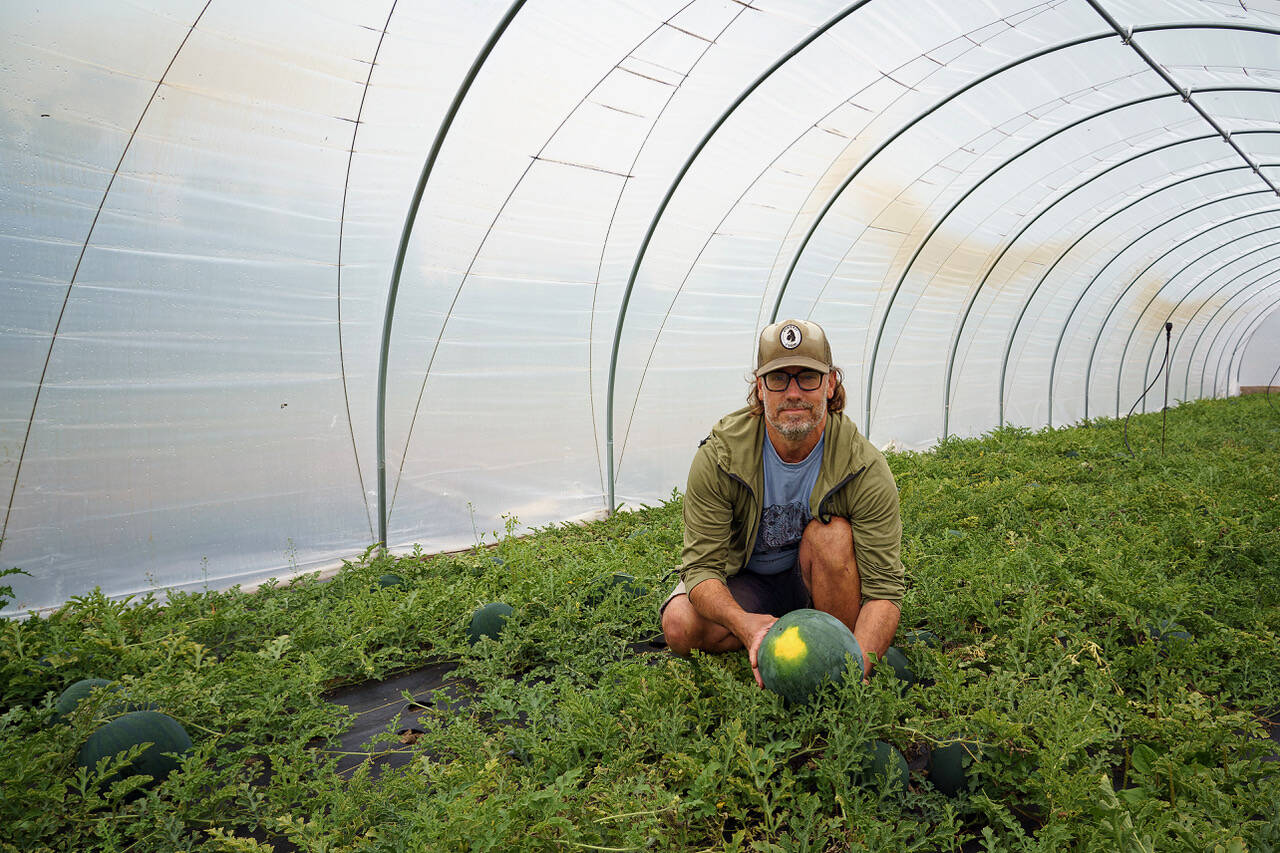 Watermelon is nearing harvest at Foxtail Farm. (Photo by David Welton)