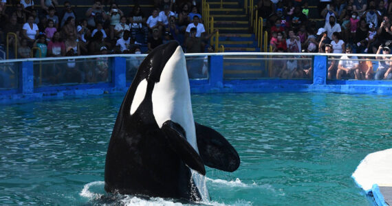 Since her capture in 1970, Tokitae had resided at the Miami Seaquarium, where she performed until her retirement in 2022. (Photo by Kaarina Makowski/Orca Network)