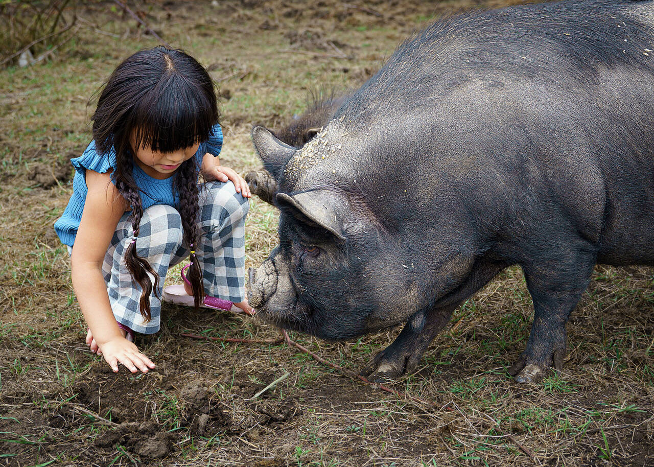 Photo of David Welton Gwen Santosa, 4, with Basil the pig.