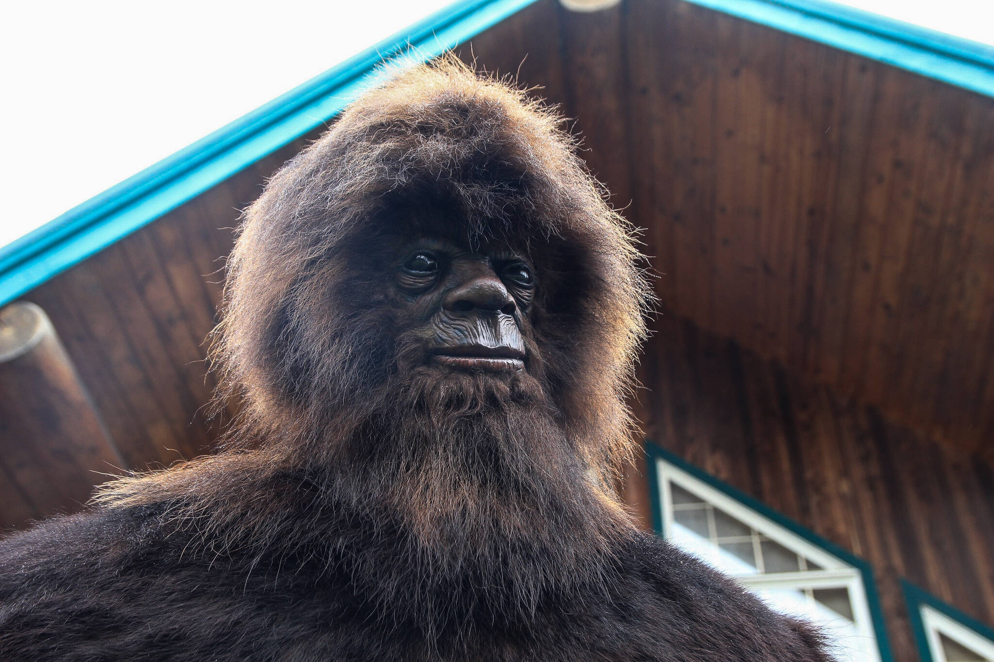 Meaker said Squatchy’s face was constructed by an artist in Brazil. (Photo by Luisa Loi/Whidbey News-Times)