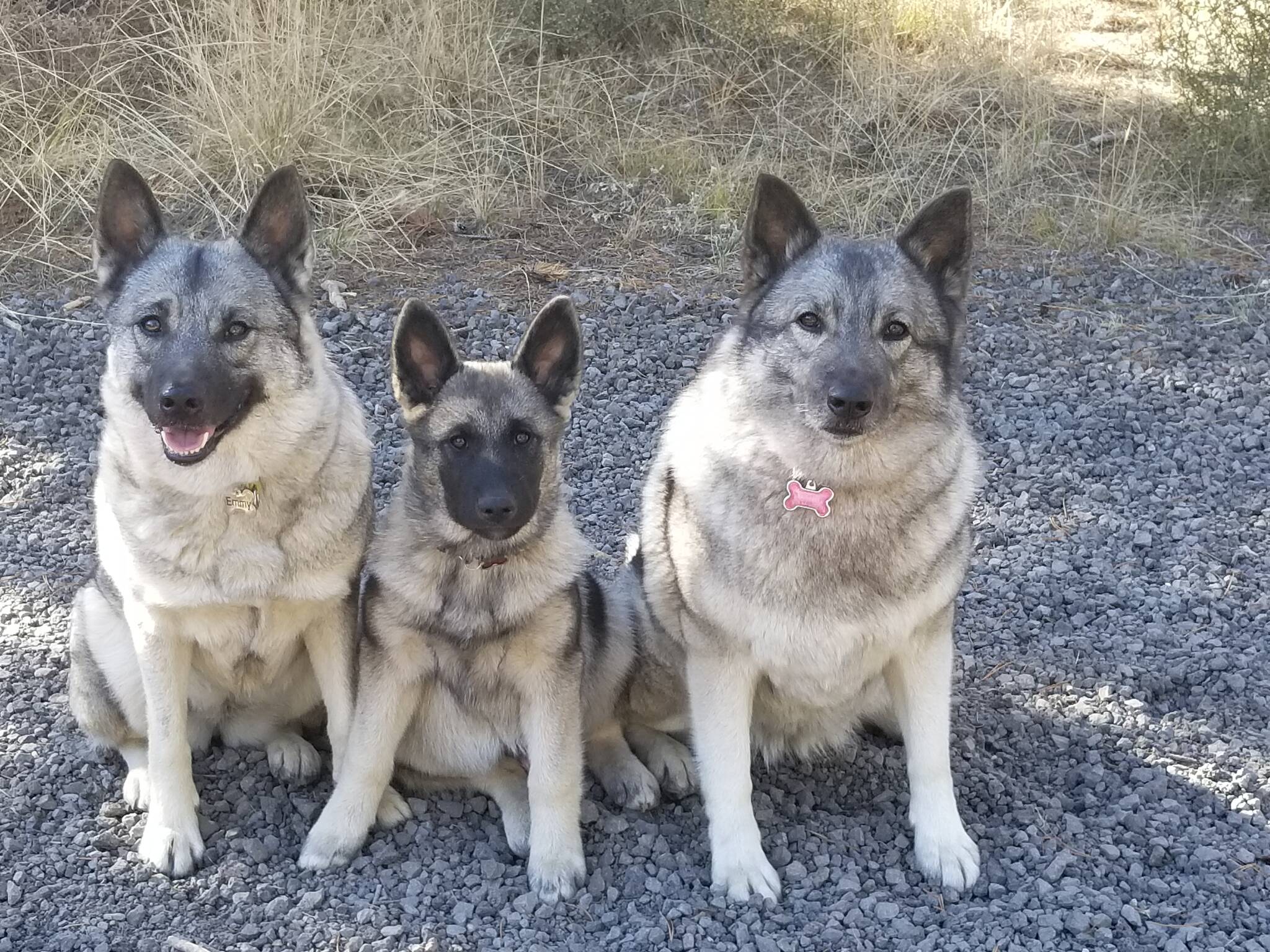 Photo provided
Norwegian elkhounds will be among the guests of honor at the Nordic Folk Fest, which takes place Oct. 7 at the Whidbey Island Nordic Lodge.